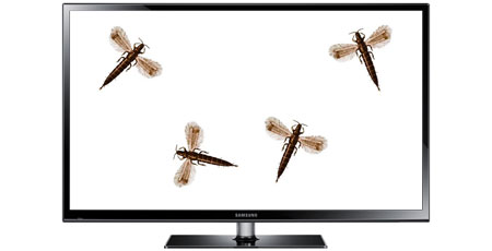 Tordenfluer i TV